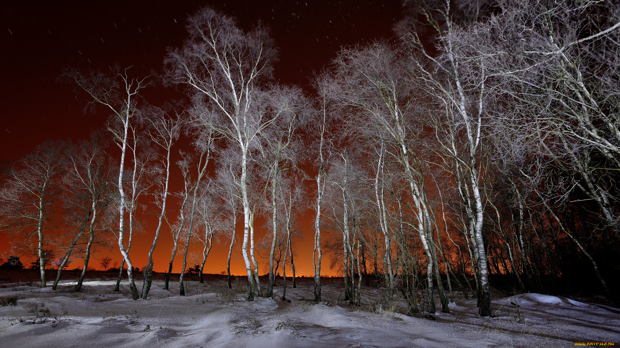 Зимнее дерево ночью
